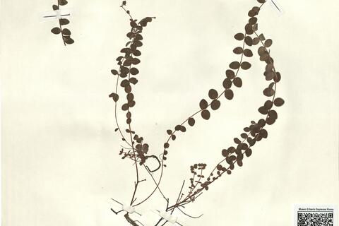 Hypericum nummularium L. -  RO-HSepv 12342 photo