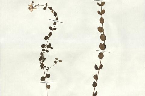 Hypericum nummularium L. -  RO-HSepv 18169 photo