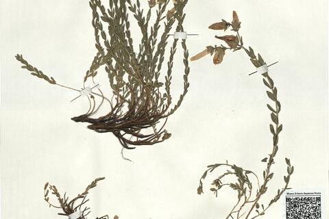 Hypericum olympicum L. f. uniflorum Jordanov & Kožuharov  -  RO-HSepv 18170 photo