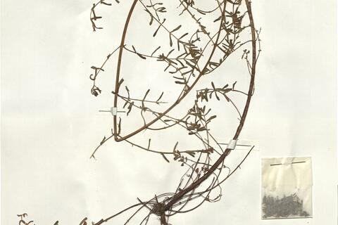 Hypericum perforatum L. -  RO-HSepv 16262 - immagine 2