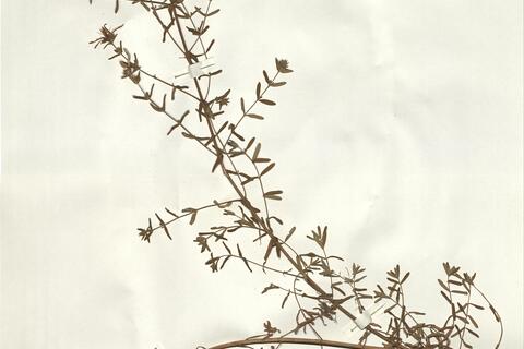 Hypericum perforatum L. -  RO-HSepv 16262 photo