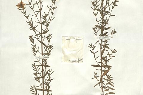 Hypericum perforatum L. -  RO-HSepv 17197 photo