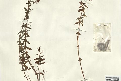 Hypericum perforatum L.  -  RO-HSepv 12343 photo