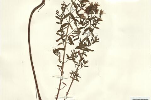 Hypericum perforatum L. var. perforatum -  RO-HSepv 15296 photo