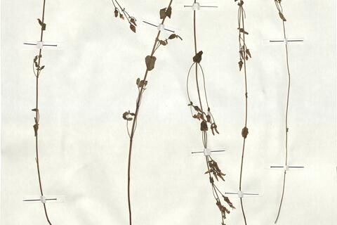Hypericum pulchrum L.  -  RO-HSepv 18171 - immagine 2