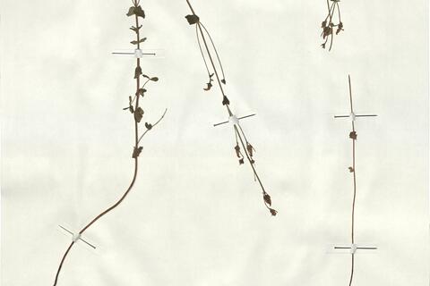 Hypericum pulchrum L.  -  RO-HSepv 18171 - immagine 3