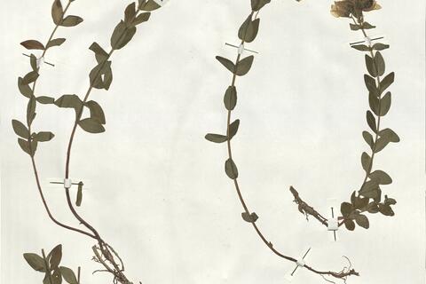 Hypericum richeri Vill. subsp. burseri (DC.) Nyman -  RO-HSepv 19234 photo