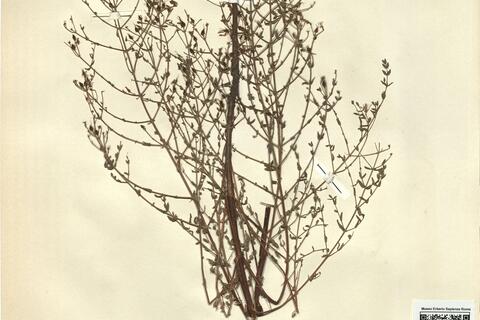 Hypericum triquetrifolium Turra -  RO-HSepv 11443 photo