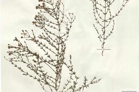 Hypericum triquetrifolium Turra -  RO-HSepv 14272 photo