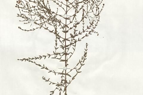 Hypericum triquetrifolium Turra -  RO-HSepv 19235 - immagine 2
