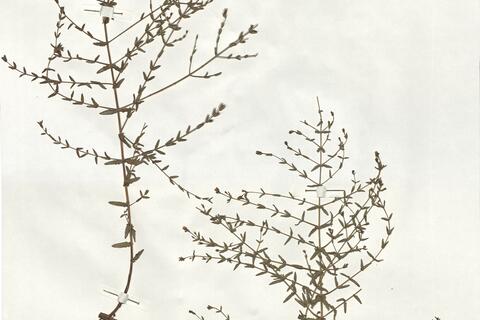 Hypericum triquetrifolium Turra -  RO-HSepv 19235 - immagine 3