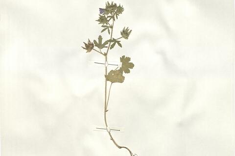 Althaea hirsuta L.  -  RO-HSepv 15286 photo