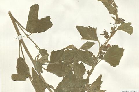 Althaea officinalis L. -  RO-HSepv 16255 photo