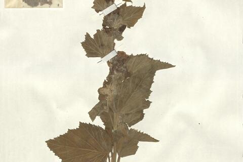 Althaea officinalis L.  -  RO-HSepv 13308 photo
