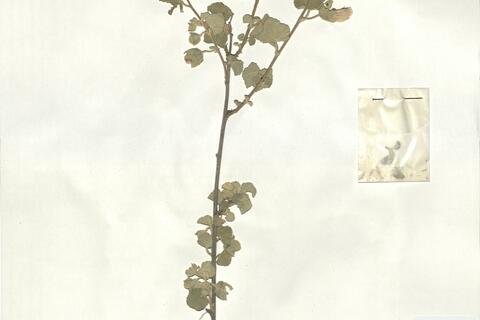 Lavatera maritima Gouan -  RO-HSepv 18157 photo