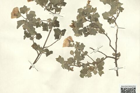 Lavatera maritima Gouan  -  RO-HSepv 12333 photo