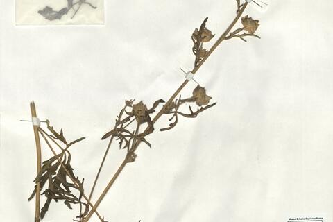 Malva alcea L. -  RO-HSepv 19222 photo