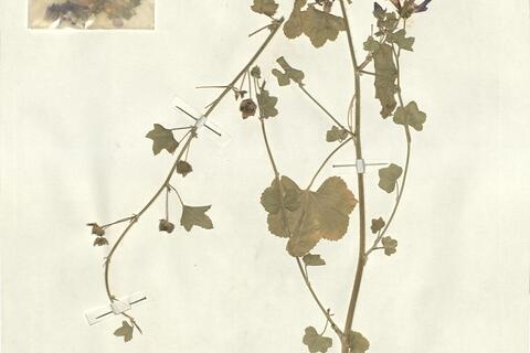Malva sylvestris L.  -  RO-HSepv 13309 photo