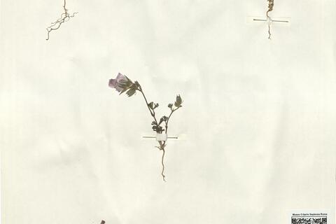 Malva trifida Cav. -  RO-HSepv 15288 photo