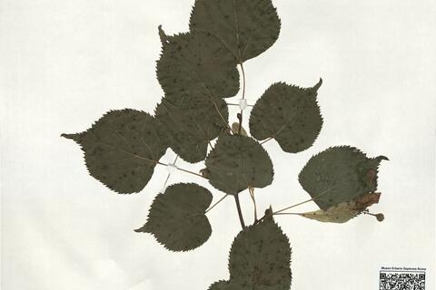 Tilia cordata Mill. -  RO-HSepv 19220 - immagine 2