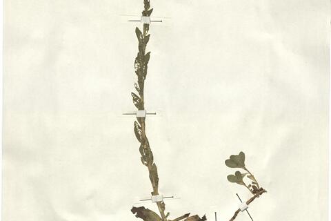 Linum capitatum Kit. ex Schultes -  RO-HSepv 13285 photo