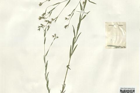 Linum corymbulosum Reichenb. -  RO-HSepv 16230 photo