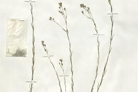 Linum corymbulosum Reichenb. -  RO-HSepv 19185 photo