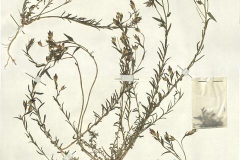 Linum decumbens Desf. var. decumbens  -  RO-HSepv 13286 photo