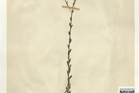 Linum hirsutum L. subsp. glabrescens Soó -  RO-HSepv 15258 photo