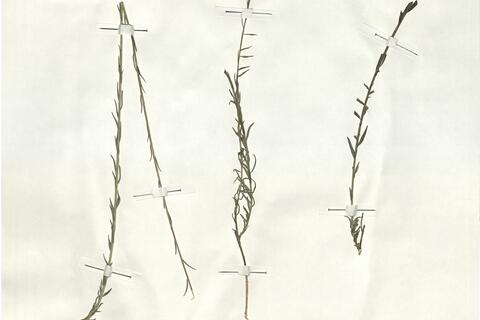 Linum narbonense L.  -  RO-HSepv 18131 - immagine 2