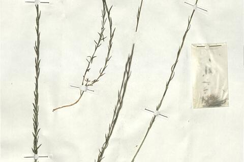 Linum narbonense L.  -  RO-HSepv 18131 photo