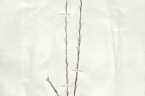 Linum narbonense L.  -  RO-HSepv 19186 - immagine 2