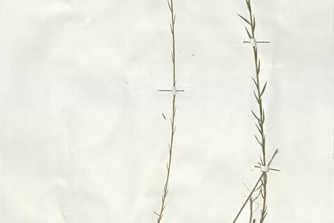 Linum narbonense L.  -  RO-HSepv 19186 - immagine 3