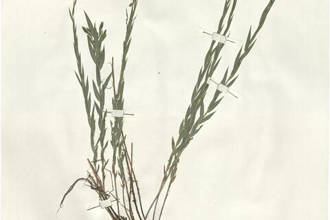 Linum nervosum Waldst. & Kit.  -  RO-HSepv 15259 photo