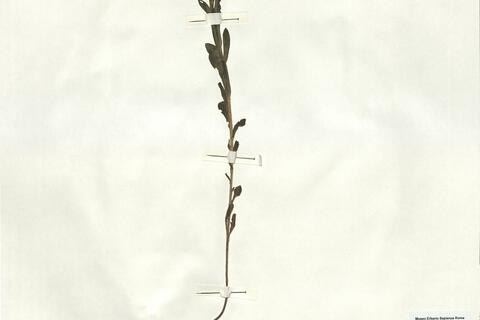 Linum nodiflorum L.  -  RO-HSepv 17153 photo