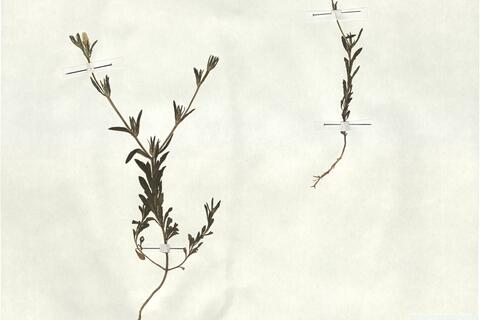 Linum nodiflorum L.  -  RO-HSepv 18132 photo