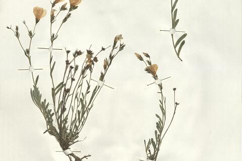 Linum pallasianum Schultes -  RO-HSepv 15260 photo