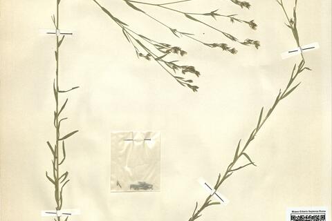 Linum strictum L. subsp. corymbulosum (Reichenb.) Rouy -  RO-HSepv 11413 photo