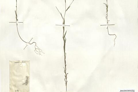 Linum strictum L. subsp. corymbulosum (Reichenb.) Rouy -  RO-HSepv 15261 photo