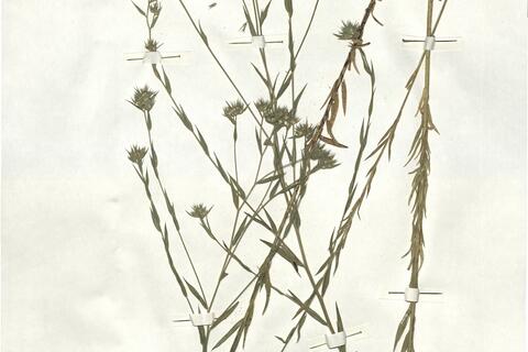 Linum strictum L. subsp. strictum var. strictum -  RO-HSepv 17155 photo