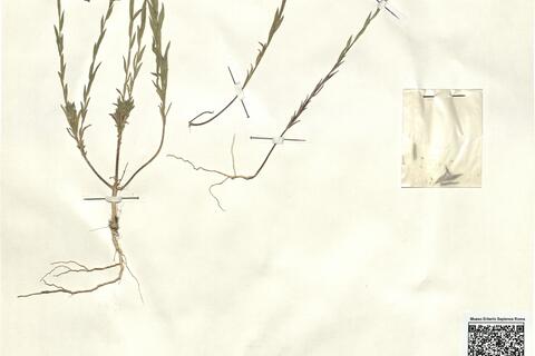 Linum strictum L. subsp. strictum var. strictum  -  RO-HSepv 12310 photo