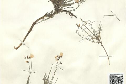 Linum suffruticosum L. subsp. jimenezii (Pau) Rivas Goday & Rivas-Martínez ^ -  RO-HSepv 12311 photo