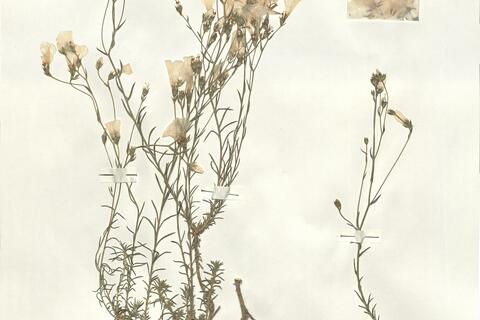 Linum suffruticosum L. subsp. suffruticosum -  RO-HSepv 16231 photo