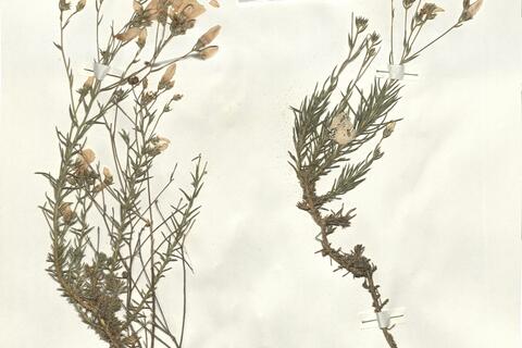 Linum suffruticosum L. subsp. suffruticosum -  RO-HSepv 16232 photo