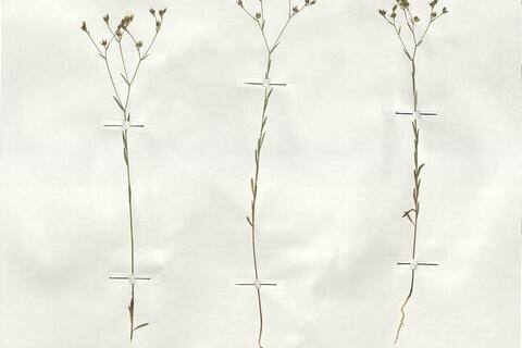 Linum trigynum L.  -  RO-HSepv 19188 - immagine 2