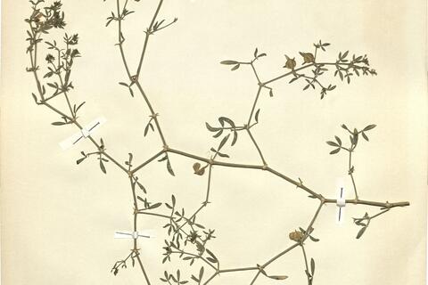 Fagonia cretica L.  -  RO-HSepv 11410 photo