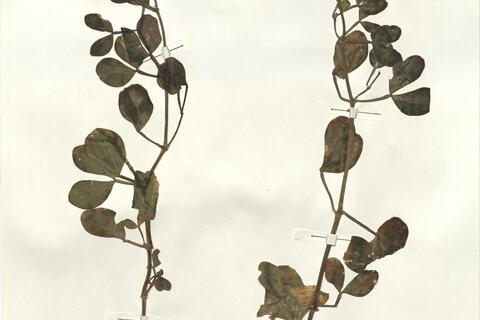 Zygophyllum fabago L.  -  RO-HSepv 14229 photo