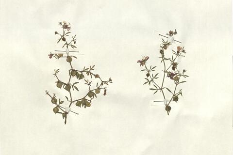 Fagonia cretica L.  -  RO-HSepv 13282 photo