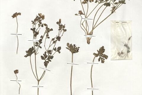 Geranium cataractarum Coss. subsp. pitardii Maire -  RO-HSepv 19182 photo