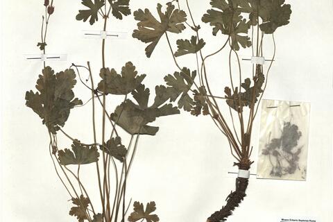 Geranium macrorrhizum L. -  RO-HSepv 18124 photo